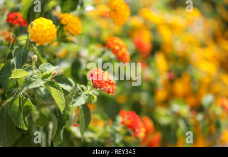 Bellissimo sfondo floreale di aiuola di fiori di colore giallo-arancio le calendule. Foto Stock