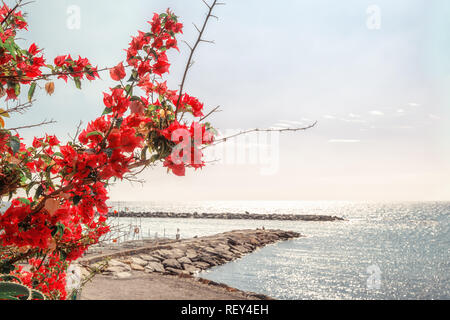 Il ramo pieno di belle fioriture dei fiori di colore rosso sulla costa a San Remo in Italia. Foto Stock