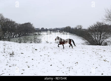 Un cavallo in un campo nevoso sulla Montagna Nera, a nord-ovest di Belfast nella contea di Antrim, dopo che le temperature sono crollati a sotto zero per tutta la notte. Foto Stock