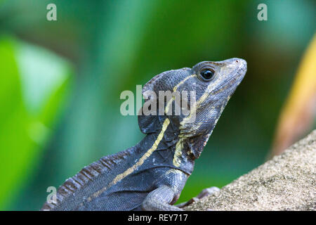 Spinosa-tailed basilisco (Basiliscus vittatus) Foto Stock