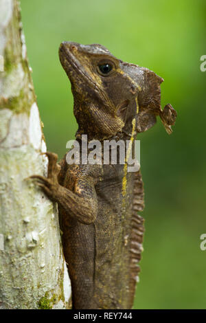 (Basiliscus vittatus) Foto Stock