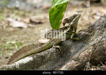 Spinosa-tailed basilisco (Basiliscus vittatus) Foto Stock