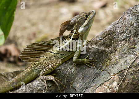 Spinosa-tailed basilisco (Basiliscus vittatus) Foto Stock