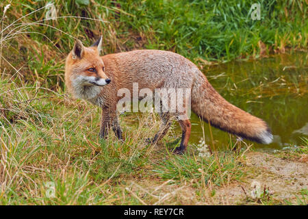 La Volpe rossa (Vulpes vulpes vulpes) è un comune di Predator, nativo del Regno Unito, e diffusa in tutta l'Eurasia e Nord America. È molto comune in Gran Bretagna. Foto Stock