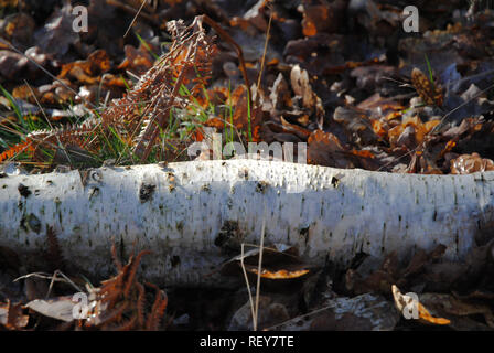 Un vecchio marcio betulla ramo giacente nella figliata di foglia su un pavimento di bosco immerso nella luce del sole invernale a Haughmond Hill Foto Stock