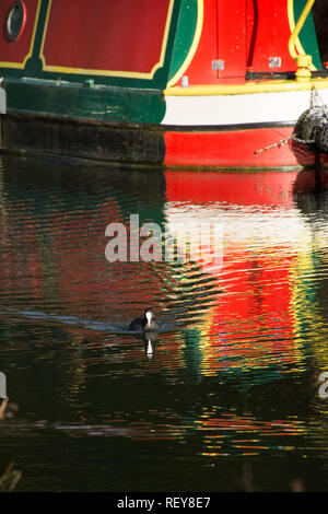 La folaga (fulica atra) nuoto sul Basingstoke Canal con riflessi colorati di una chiatta, REGNO UNITO Foto Stock