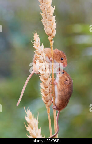 Harvest topi (Micromys minutus) alimentazione sul grano. Si tratta di un roditore comune in tutta l'Eurasia dal Regno Unito alla Cina. È nativo per il Regno Unito. Foto Stock