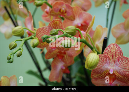 " Orchidea Phalaenopsis rosa' bud sul ramo sui fiori sfondi. Piante decorative per il giardinaggio e la serra. Foto Stock