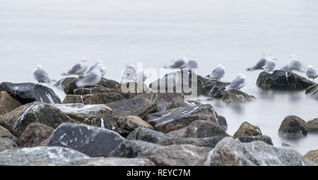 Gruppo di black-zampe (kittiwake Rissa tridactyla) di appoggio - dormire su rocce molto presto la mattina al porto di Longyearbyen, Svalbard, n. Foto Stock