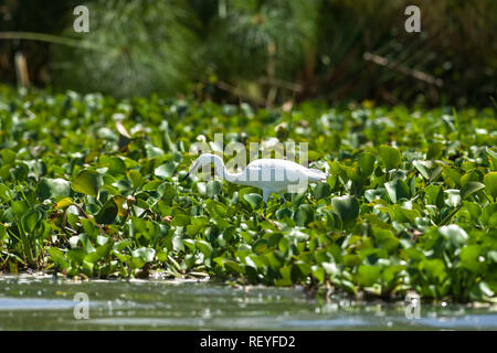 Una garzetta (Egretta garzetta) alla ricerca di cibo tra acqua hyacnith, Lake Naivasha, Kenya Foto Stock