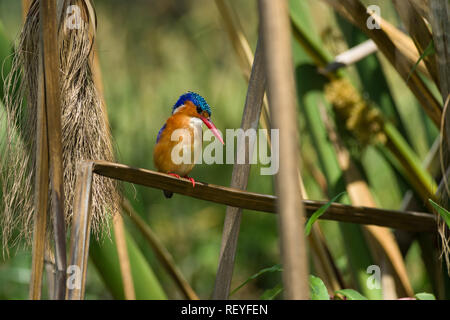 Una Malachite Kingfisher (Corythornis cristatus) arroccato su un reed, Lake Naivasha, Kenya Foto Stock