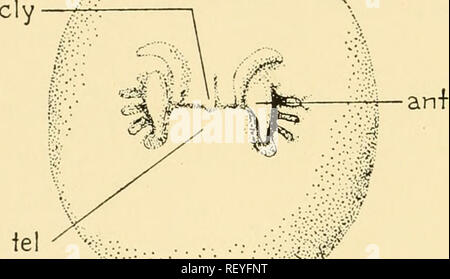 . Embriologia di insetti e myriapods; la storia evolutiva degli insetti, millepiedi e millepedes da uovo desposition [!] alla schiusa. Embriologia -- insetti; embriologia -- Myriapoda. 410 EMBRIOLOGIA DI INSETTI E MYRIAPODS il molt all inizio del secondo postembryonic periodo di sviluppo. Di conseguenza le due coppie di gangli dal restringimento dei colli della depressione perdono la loro connessione con la ectoderm del futuro di parete del corpo. Il nervo il collegamento tra le antenne e deutocerebrum è inizialmente stabilito. Pflugfelder (1932) afferma che egli non ha formulato osservazioni sul Foto Stock