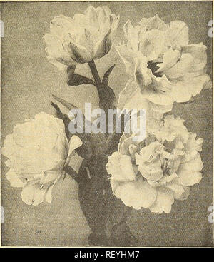 . Dreer dell elenco di mezza estate 1926. Semi di fiori di cataloghi; semi di ortaggi cataloghi; Vivai (orticoltura) cataloghi; attrezzature da giardinaggio e i cataloghi dei materiali di consumo. DREER superbo doppio misto primi tulipani davvero una miscela fine avente una buona gamma di colori, crescente alla stessa altezza e fioritura insieme. 60 cts. per doz.; 100; $35.00 per 1000. .00 per le collezioni di tulipani doppia 3 ciascuno dei dieci varietà, 30 lampadine $2 00 6 ciascuna delle 10 varietà, 60 bulbi 3 75 12 ciascuna delle 10 varietà, 120 lampadine 7 00 25 ciascuna delle 10 varietà, 250 lampadine 13 50 PARROT O DRAGON TULIPANI molto grandi fiori di Foto Stock