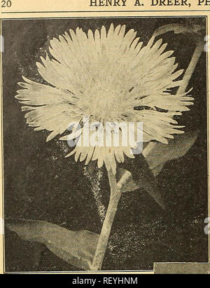 . Dreer dell elenco di mezza estate 1926. Semi di fiori di cataloghi; semi di ortaggi cataloghi; Vivai (orticoltura) cataloghi; attrezzature da giardinaggio e i cataloghi dei materiali di consumo. HENRY A. DREER, Philadelphia-semi di fiori Thalictrum (Prato Rue). PER PKT. 4305 Aquilegifolium. Una bella ardito perenne; con elegante Aquilegia alpina-come fogliame e masse di feathery fiori bianchi in giugno e luglio; 3 piedi 0 dollari 10 4306 Dipterocarpum. Anche se ha introdotto alcuni anni fa, " questa bella specie è ancora ma poco conosciuto. Consideriamo come uno dei gioielli reali tra hardy piante, non solo per il giardino ma il suo dolce, grazia Foto Stock