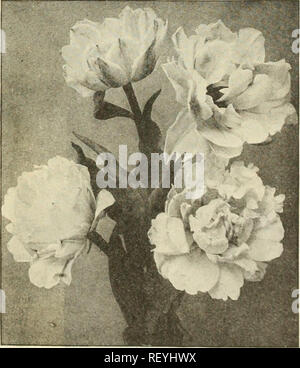. Dreer la metà estate list 1925. Semi di fiori di cataloghi; semi di ortaggi cataloghi; Vivai (orticoltura) cataloghi; attrezzature da giardinaggio e i cataloghi dei materiali di consumo. Parrot o Dragon tulipani DREER superbo doppio misto primi tulipani davvero una miscela fine avente una buona gamma di colori, crescente alla stessa altezza e fioritura insieme. 50 cts. per doz.; $3.50 per 100; $30.00 per 1000. Collezioni di tulipani doppia 3, ciascuna delle 10 varietà, 30 lampadine $2 00 6 ciascuna delle 10 varietà, 60 bulbi 3 50 12 ciascuna delle 10 varietà, 120 bulbi 6 50 25 ciascuna delle 10 varietà, 250 lampadine 12 50 PARROT O DRAGON Foto Stock