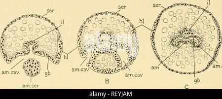 . Embriologia di insetti e myriapods; la storia evolutiva degli insetti, millepiedi e millepedes da uovo desposition [!] alla schiusa. Embriologia -- insetti; embriologia -- Myriapoda. 274 EMBRIOLOGIA DI INSETTI E MYRIAPODS. am.ser A Fig. 205.-Oncopeltus. Sezioni trasversali a diversi livelli, {am. cav) cavità amniotica. {Am-, ser) Amnioserosa. {Gb) banda di germe. {M) lobo di testa. {U) strato interno, {ser) Serosa.. Si prega di notare che queste immagini vengono estratte dalla pagina sottoposta a scansione di immagini che possono essere state migliorate digitalmente per la leggibilità - Colorazione e aspetto di queste illustrazioni potrebbero non sposa perfettamente Foto Stock