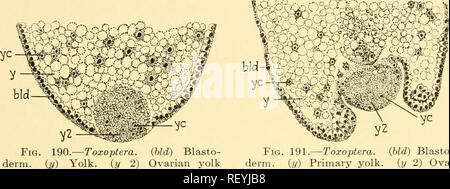 . Embriologia di insetti e myriapods; la storia evolutiva degli insetti, millepiedi e millepedes da uovo desposition [!] alla schiusa. Embriologia -- insetti; embriologia -- Myriapoda. OLIGONEPHRIDIA 265 daeum, e che la gut suspensorium da soli è derivato dal secondario entoderm. Il conto e le cifre fornite da Hirschler dello sviluppo dell'embrione di buste non sono così evidenti come quelle fornite da saranno (1888) per Aphis pelargonii. In A. pelargonii, presso il luogo dove il serosa unisce l'amnion (Fig. 188-B) e dove la serosa si congiunge alla testa lobo, la piegatura del sacco amniotico (Fig. 188D, Foto Stock