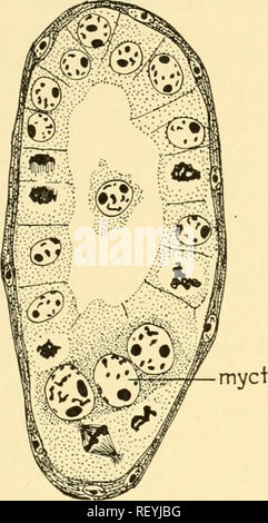 . Embriologia di insetti e myriapods; la storia evolutiva degli insetti, millepiedi e millepedes da uovo desposition [!] alla schiusa. Embriologia -- insetti; embriologia -- Myriapoda. OLIGONEPHRIDIA 261 il tuorlo-cella syncitium (Yc) che poi copre il mycetom come un cappuccio (Fig. 185) e alla fine diventa una busta (Fig. 186). Se invece il blastoderm è chiuso, il mycetom anlage verso l'esterno. Si prega di notare che queste immagini vengono estratte dalla pagina sottoposta a scansione di immagini che possono essere state migliorate digitalmente per la leggibilità - Colorazione e aspetto di queste illustrazioni possono n Foto Stock