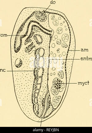 . Embriologia di insetti e myriapods; la storia evolutiva degli insetti, millepiedi e millepedes da uovo desposition [!] alla schiusa. Embriologia -- insetti; embriologia -- Myriapoda. OLIGONEPHRIDIA 255 stom all'estremità cefalica dell embrione si è verificato e dove la rottura delle buste. Il restringimento delle buste e una rivoluzione dell'embrione poi avvenire (Fig. 178), la dorsale (mentale) membrana diventando spesso con strettamente approssimata celle (entm), l'amnion e serosa che racchiude il tuorlo. Quando, con l'accorciamento dell'embrione, la rivoluzione è completata, il serosa è diventato notevolmente Foto Stock