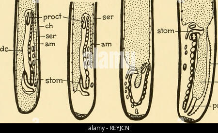 . Embriologia di insetti e myriapods; la storia evolutiva degli insetti, millepiedi e millepedes da uovo desposition [!] alla schiusa. Embriologia -- insetti; embriologia -- Myriapoda. 236 EMBRIOLOGIA DI INSETTI E MYRIAPODS deriva dai bordi laterali della banda di germe come due lembi che diffondono medialmente gli uni verso gli altri e in ultima analisi il fusibile in una singola membrana. Si è detto di essere di origine ectodermic. Questa membrana in prima serve come superficie di scivolamento al di sotto della quale il mesoderma splancnico progredisce medialmente. In un primo momento in stretto contatto con ciascun altro, successivamente la membrana e il meso Foto Stock