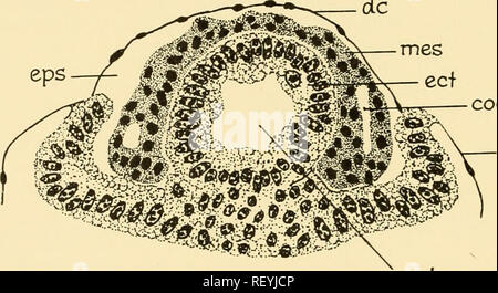 . Embriologia di insetti e myriapods; la storia evolutiva degli insetti, millepiedi e millepedes da uovo desposition [!] alla schiusa. Embriologia -- insetti; embriologia -- Myriapoda. 234 EMBRIOLOGIA DI INSETTI E MYRIAPODS meiit addominali somiti differisce da quella del torace solo in quanto i primi sono associati con lo sviluppo delle gonadi e i condotti di genitali. I condotti di genitali sono differenziate per le pareti mediane del coelomic sacs dal secondo al decimo segmenti ma sub- sequently subiscono una concentrazione in modo da diventare limitato al terzo per il Foto Stock