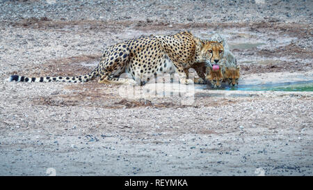 Femmina di ghepardo Acinonyx jubatus con due cuccioli in pericolo di estinzione di specie la loro sete in corrispondenza di un foro di acqua nel Kgalagadi Parco transfrontaliere, Foto Stock