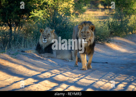 Una coppia di leoni panthera leo in una strada di ghiaia un appoggio di altri a piedi. ; Africa del Sud; Kgalagadi Parco transfrontaliera; Northern Cape Provincia Foto Stock