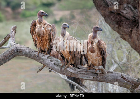 Dorso bianco avvoltoi, gyps africanus, con colture disteso dopo alimentazione su una carcassa. Il Vulture è minacciato di estinzione Foto Stock