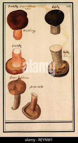 I funghi. Relatore per parere: Anselmus Boëtius De Boodt. Relatore per parere: Elias Verhulst. Dating: 1596 - 1610. Luogo: Praag. Misurazioni: h 267 mm × W 155 mm. Museo: Rijksmuseum Amsterdam. Foto Stock