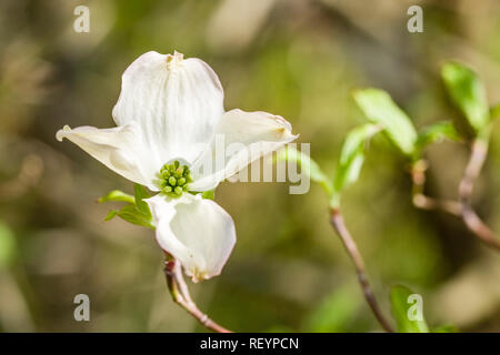 Fioritura Sanguinello (Cornus florida) blooming Foto Stock