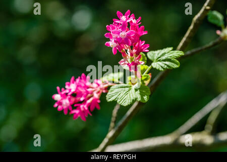 Ribes Redflower (Ribes sanguineum) blooming Foto Stock