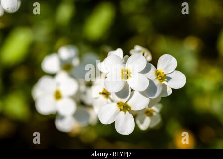 Rocce Alpine-crescione (Arabis Alpina) blooming Foto Stock