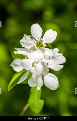 Pearl bush (Exochorda racemosa) blooming Foto Stock