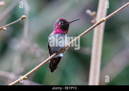 Voce maschile Annas Hummingbird (Calypte anna) su un pesce persico Foto Stock