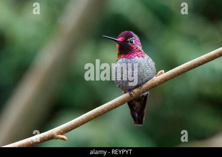 Voce maschile Annas Hummingbird (Calypte anna) su un pesce persico Foto Stock