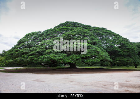 Grande albero con rami che si estende ampiamente e rami di ramificazione splendidamente. Foto Stock