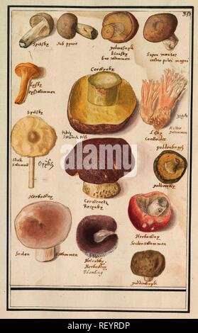 Diversi funghi. Relatore per parere: Anselmus Boëtius De Boodt. Relatore per parere: Elias Verhulst. Dating: 1596 - 1610. Luogo: Praag. Misurazioni: h 290 mm × W 183 mm. Museo: Rijksmuseum Amsterdam. Foto Stock