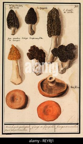 Morieljes (Morchella). Verscheyde geslagten van Campernouillen. / Funghi et spongiolae / funges et morilles. (Titolo in oggetto). Relatore per parere: Anselmus Boëtius De Boodt. Relatore per parere: Elias Verhulst. Dating: 1596 - 1610. Luogo: Praag. Misurazioni: h 277 mm × W 175 mm. Museo: Rijksmuseum Amsterdam. Foto Stock