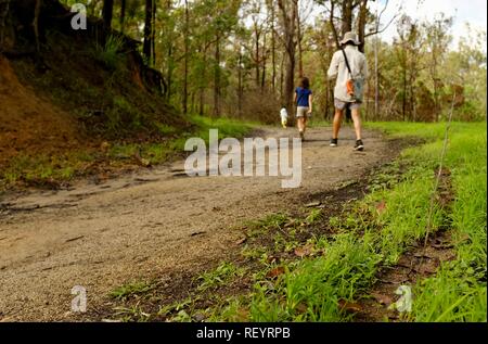 I bambini e l'uomo a camminare lungo una trazione a quattro ruote motrici via attraverso una foresta, Mia Mia la foresta di stato, Queensland, Australia Foto Stock