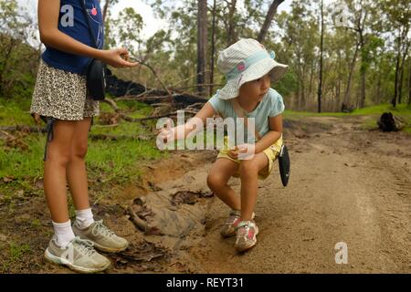 I bambini a piedi lungo una trazione a quattro ruote motrici via attraverso una foresta, Mia Mia la foresta di stato, Queensland, Australia Foto Stock