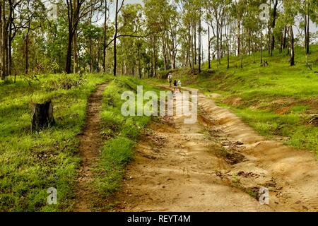 I bambini a piedi lungo una trazione a quattro ruote motrici via attraverso una foresta, Mia Mia la foresta di stato, Queensland, Australia Foto Stock