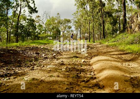 I bambini a piedi lungo una trazione a quattro ruote motrici via attraverso una foresta, Mia Mia la foresta di stato, Queensland, Australia Foto Stock