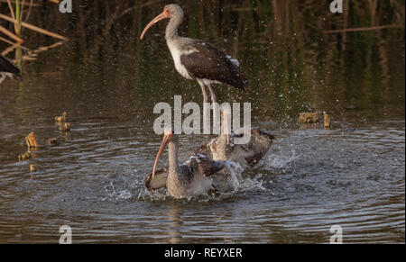 Gruppo di immaturo Americano bianco ibis, Eudocimus albus balneazione e lavaggio in laguna, Texas costa. Foto Stock