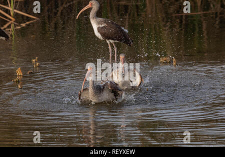 Gruppo di immaturo Americano bianco ibis, Eudocimus albus balneazione e lavaggio in laguna, Texas costa. Foto Stock