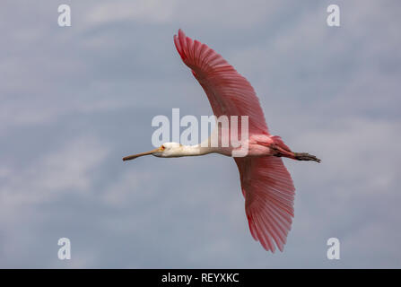 Roseate spoonbill, Platalea ajaja, in volo in inverno, Texas. Foto Stock