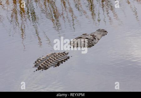Alligatore comune, alligatore mississippiensis, e parzialmente immerso nella laguna costiera, Texas. Foto Stock