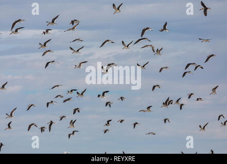 Gregge di palette nero, Rynchops niger, in volo su South Padre Island, Texas Foto Stock