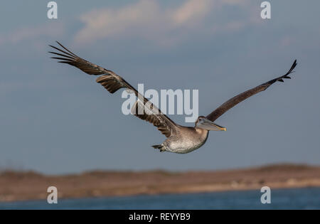 Brown pelican, Pelecanus occidentalis, in volo, Texas costa. Foto Stock