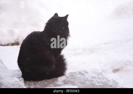 Abbandonato street gatti, l'abuso di animali e di tristezza. Nero gatto Fluffy su uno sfondo di neve. Senzatetto black cat. Foto Stock