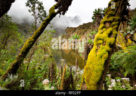 Il giorno 6, sul percorso di Kilembe, Rwenzori National Park, Uganda, gli escursionisti passano ad alta altitudine Afro vegetazione alpina zona e godetevi le splendide viste sul lago Foto Stock